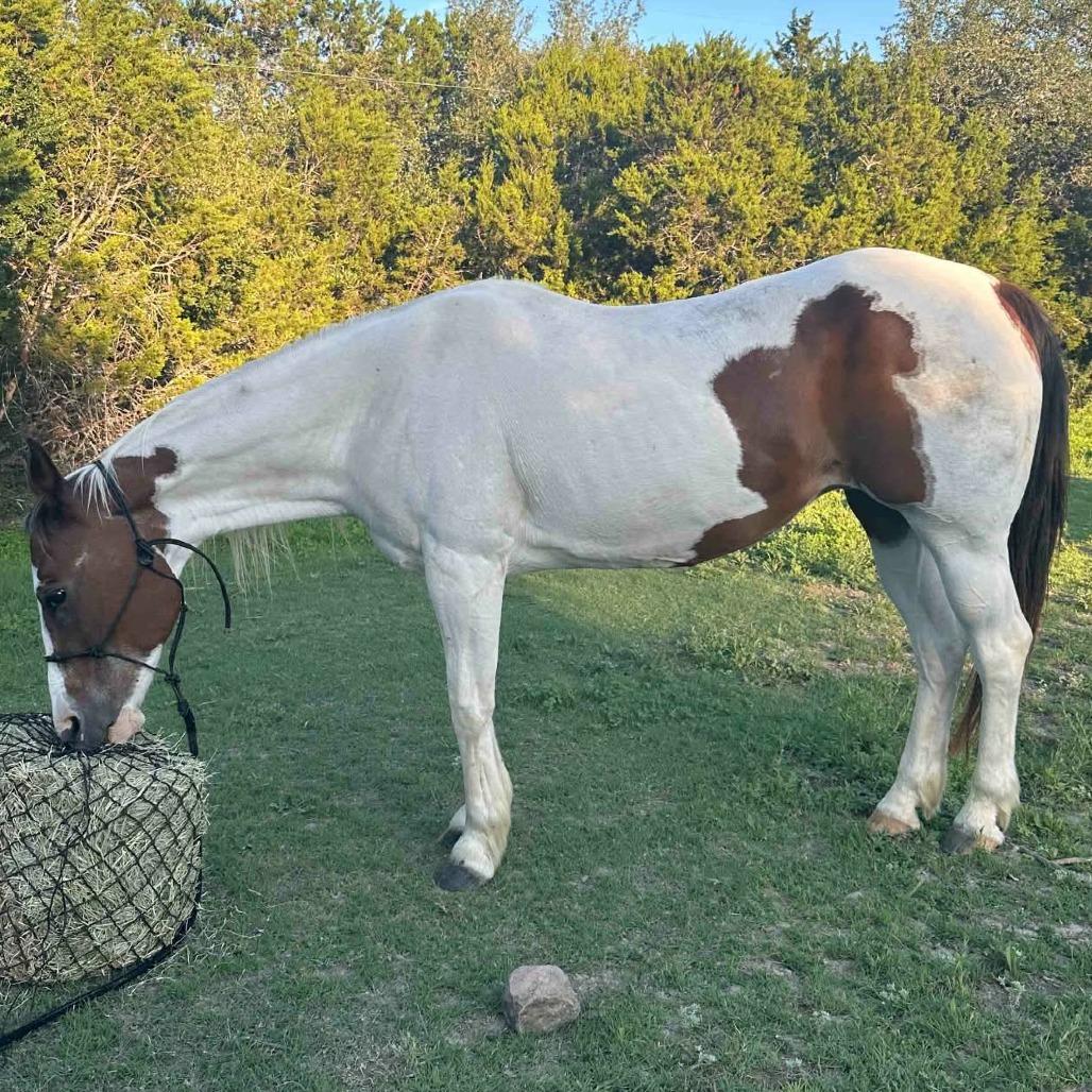 Sedona, Adoptable, Senior Female Paint / Pinto.