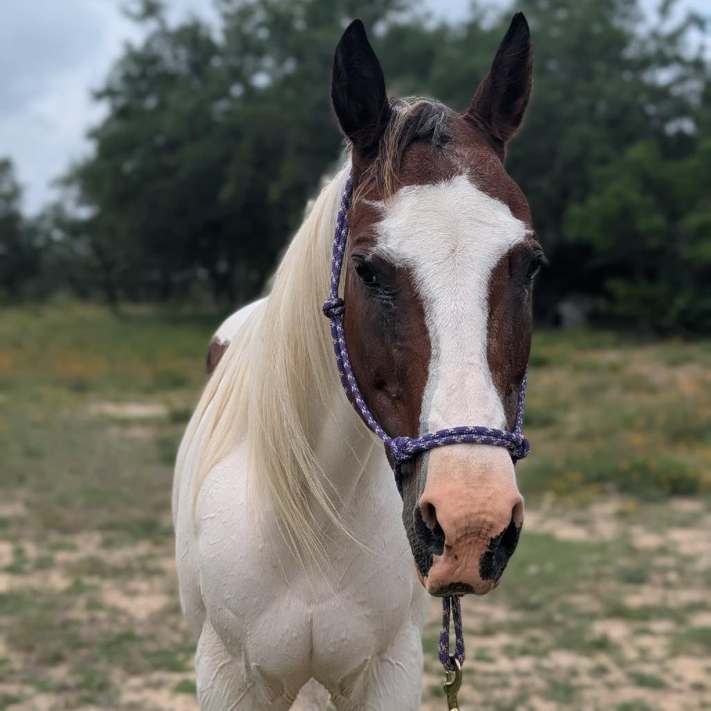 Enlarge Sedona, a Adoptable Paint / Pinto in Fredericksburg, TX image 2/6