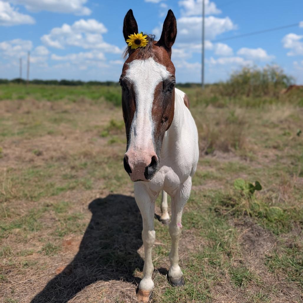 Enlarge Sedona, a Adoptable Paint / Pinto in Fredericksburg, TX image 3/6