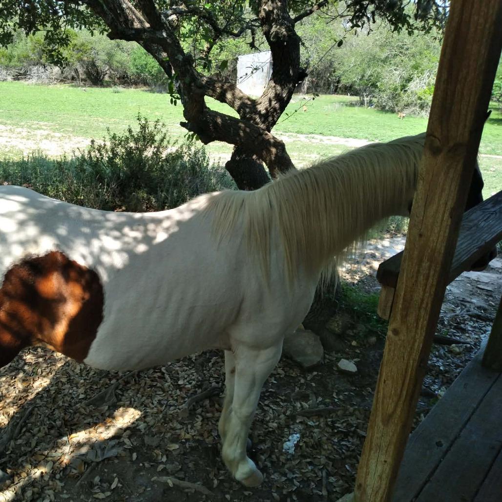 Enlarge Sedona, a Adoptable Paint / Pinto in Fredericksburg, TX image 4/6