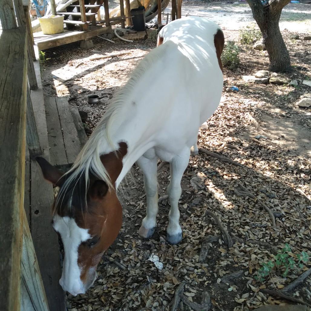 Enlarge Sedona, a Adoptable Paint / Pinto in Fredericksburg, TX image 5/6
