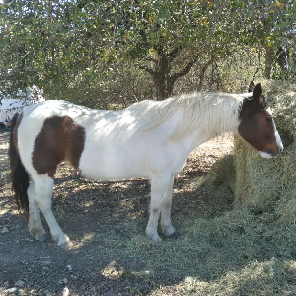 Enlarge Sedona, a Adoptable Paint / Pinto in Fredericksburg, TX image 6/6