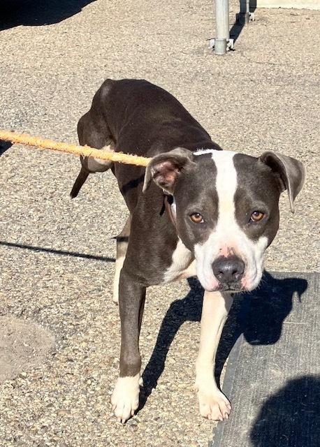 TRINITY 276-26, Adoptable, Young Female Pit Bull Terrier.