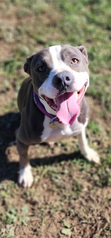 TRINITY 276-26, Adoptable, Young Female Pit Bull Terrier.
