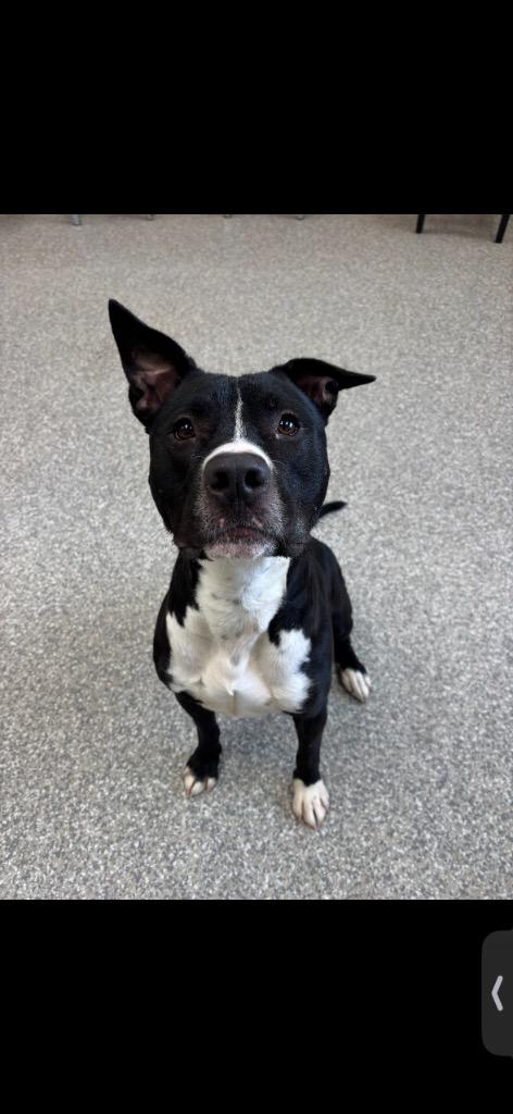 Enlarge Axel, a Adoptable Pit Bull Terrier in Findlay, OH image 1/6