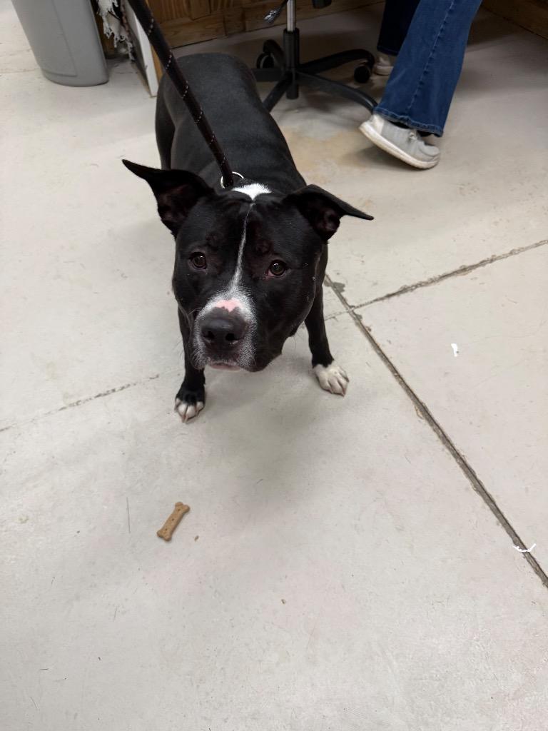 Enlarge Axel, a Adoptable Pit Bull Terrier in Findlay, OH image 2/6