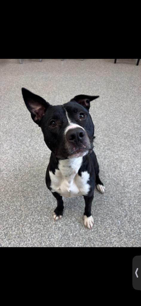 Enlarge Axel, a Adoptable Pit Bull Terrier in Findlay, OH image 3/6