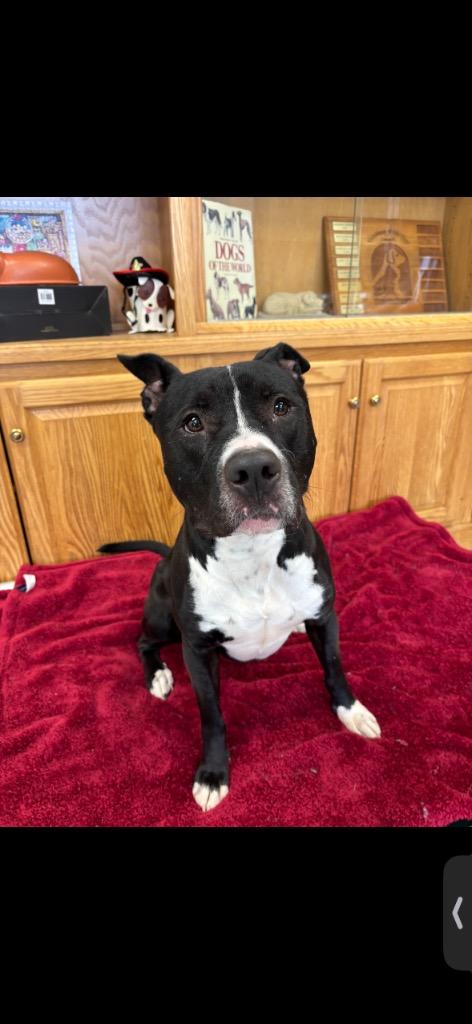 Enlarge Axel, a Adoptable Pit Bull Terrier in Findlay, OH image 4/6