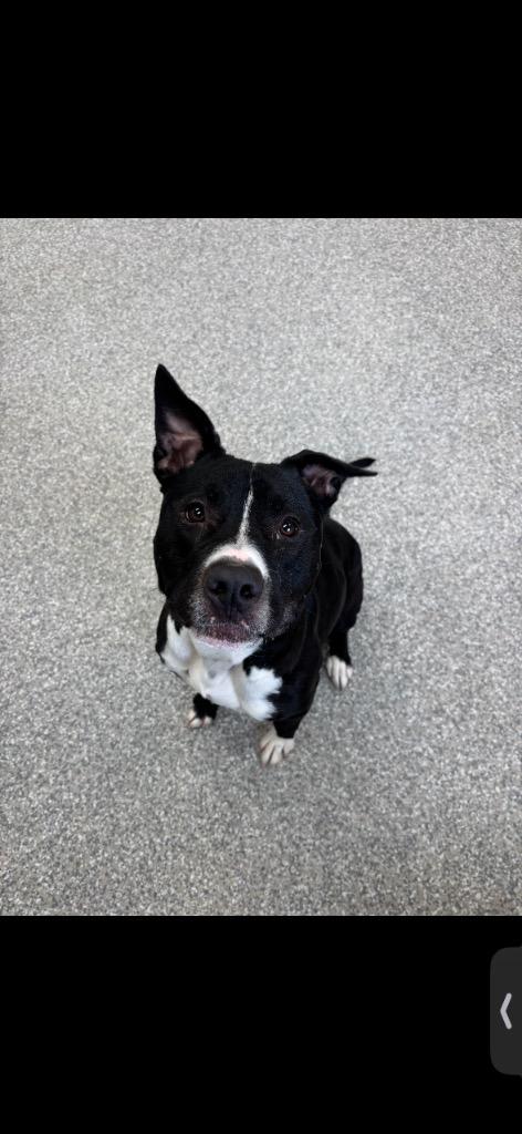 Enlarge Axel, a Adoptable Pit Bull Terrier in Findlay, OH image 5/6