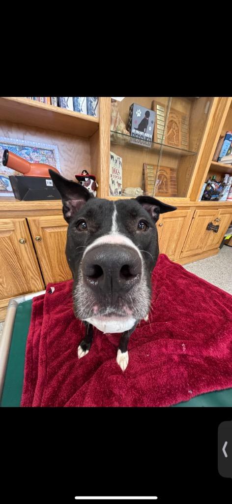 Enlarge Axel, a Adoptable Pit Bull Terrier in Findlay, OH image 6/6