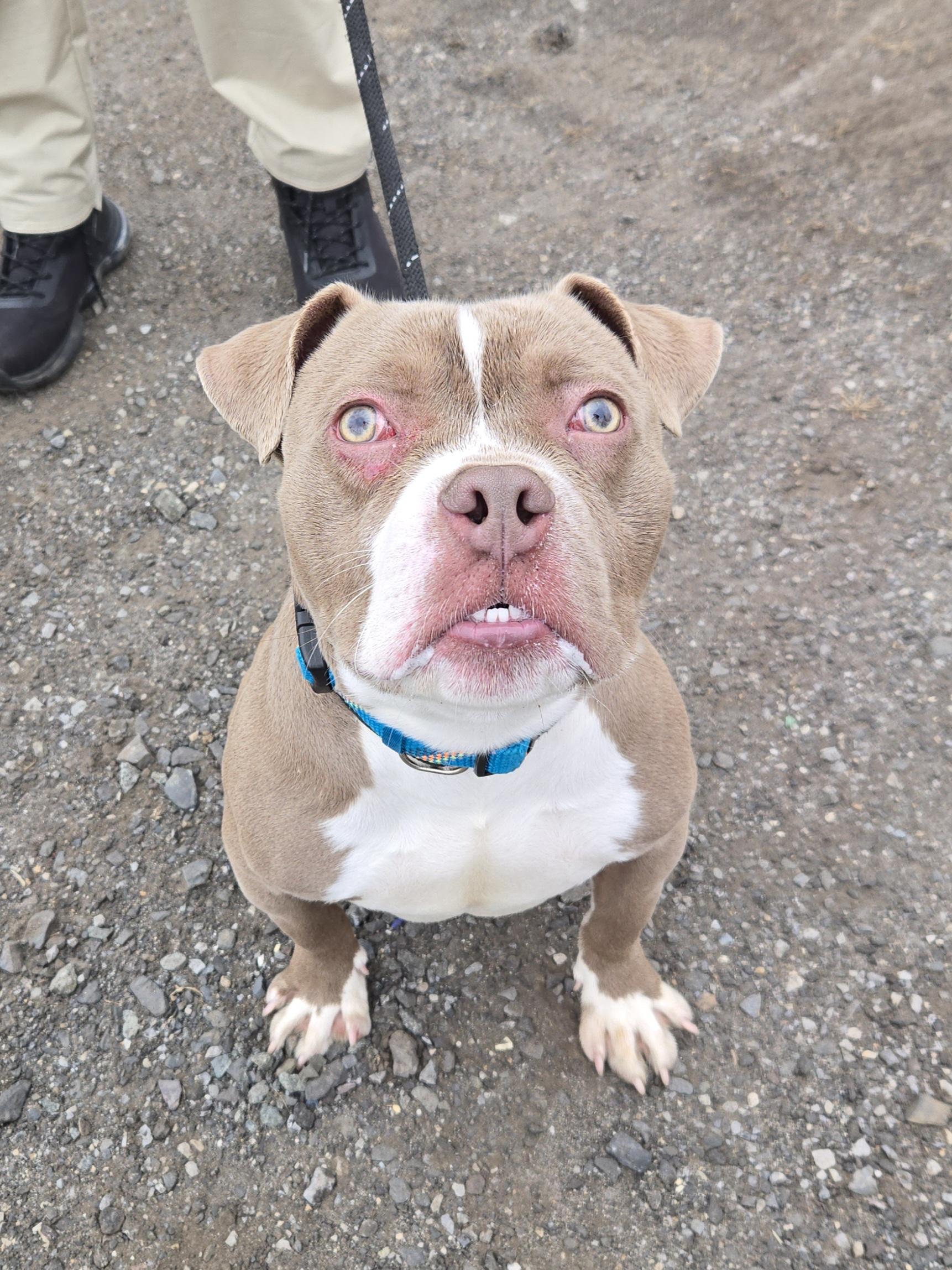 Enlarge Rocky , a ADOPTABLE Pit Bull Terrier in Trenton, NJ image 1/3