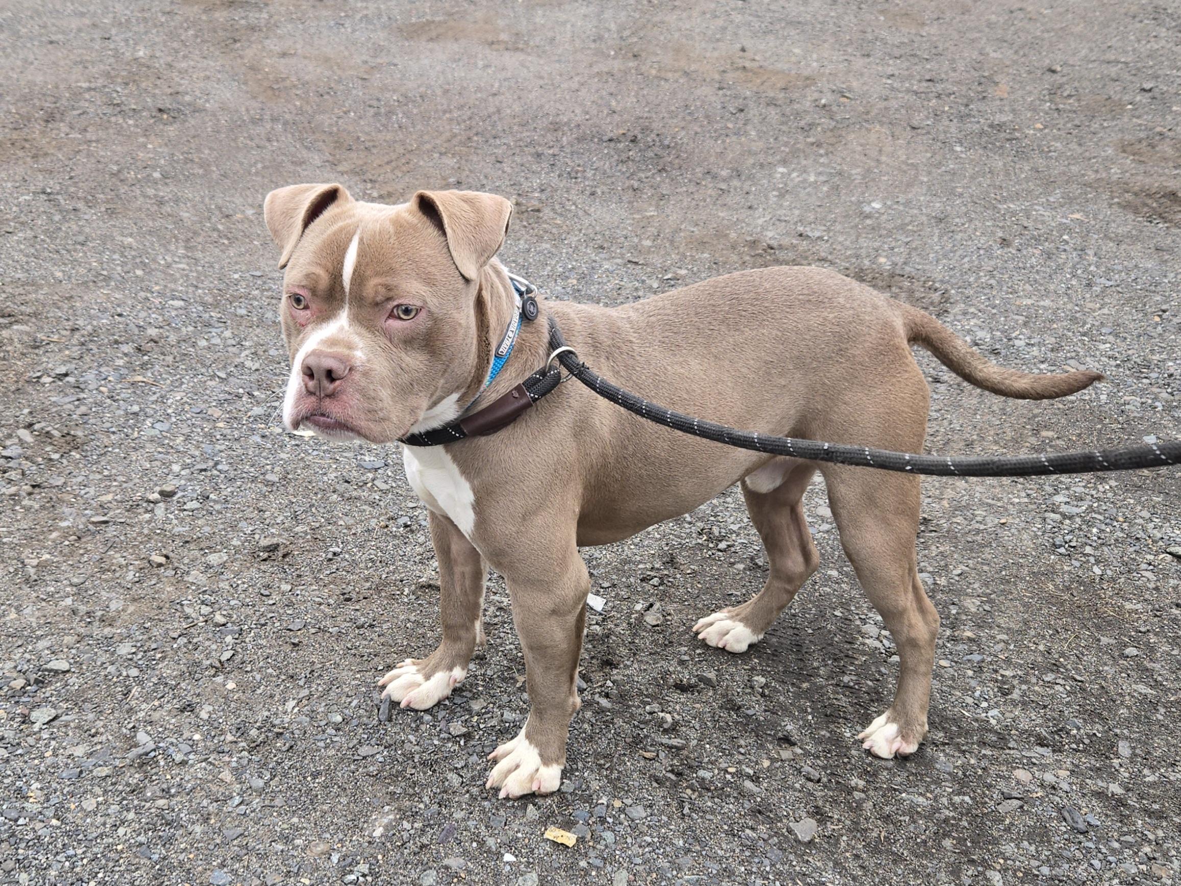 Enlarge Rocky , a ADOPTABLE Pit Bull Terrier in Trenton, NJ image 2/3