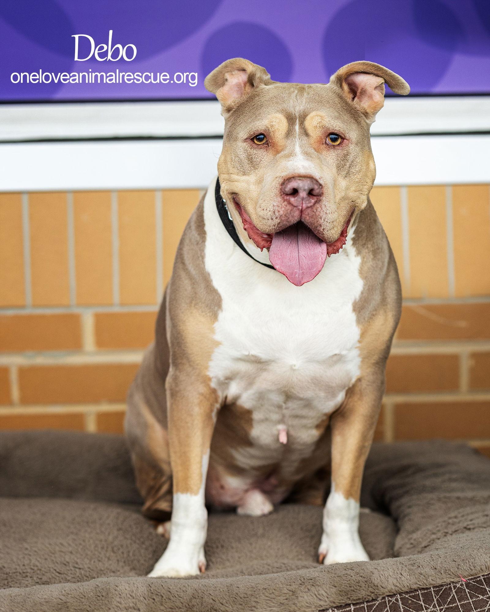 Debo, Adoptable, Senior Male Staffordshire Bull Terrier.