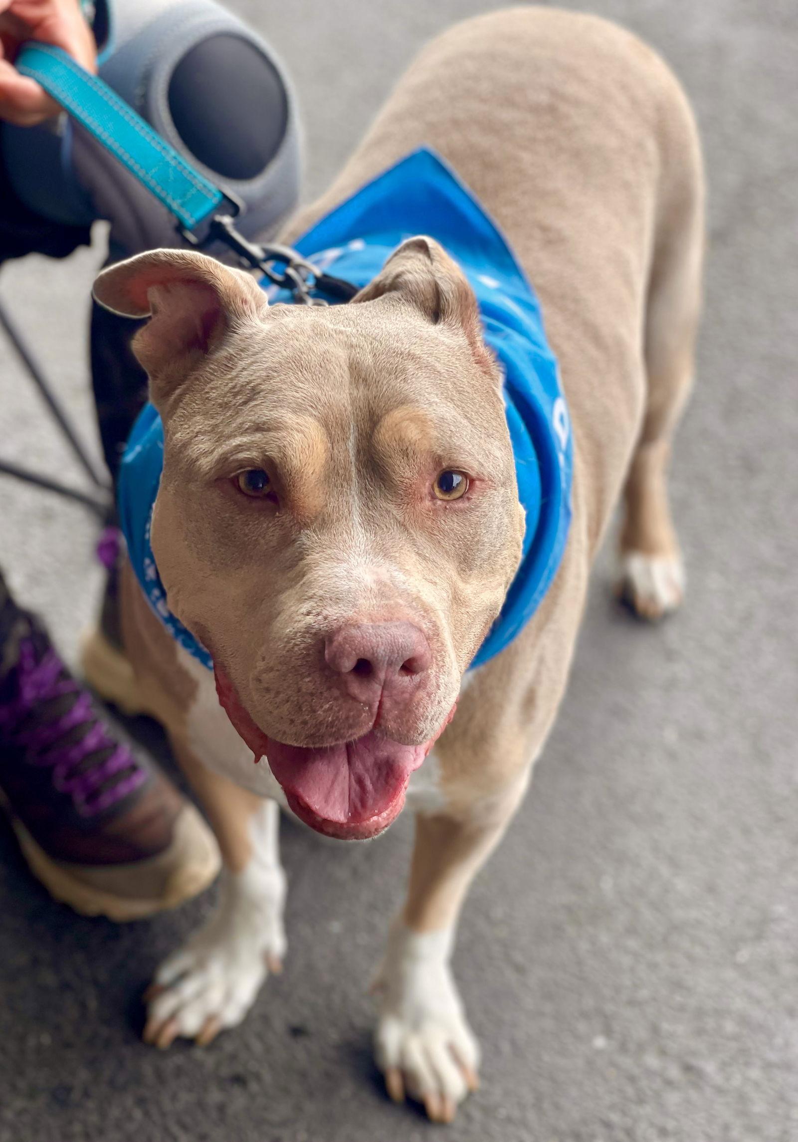 Debo, a Adoptable Staffordshire Bull Terrier in Blackwood, NJ image 1/6