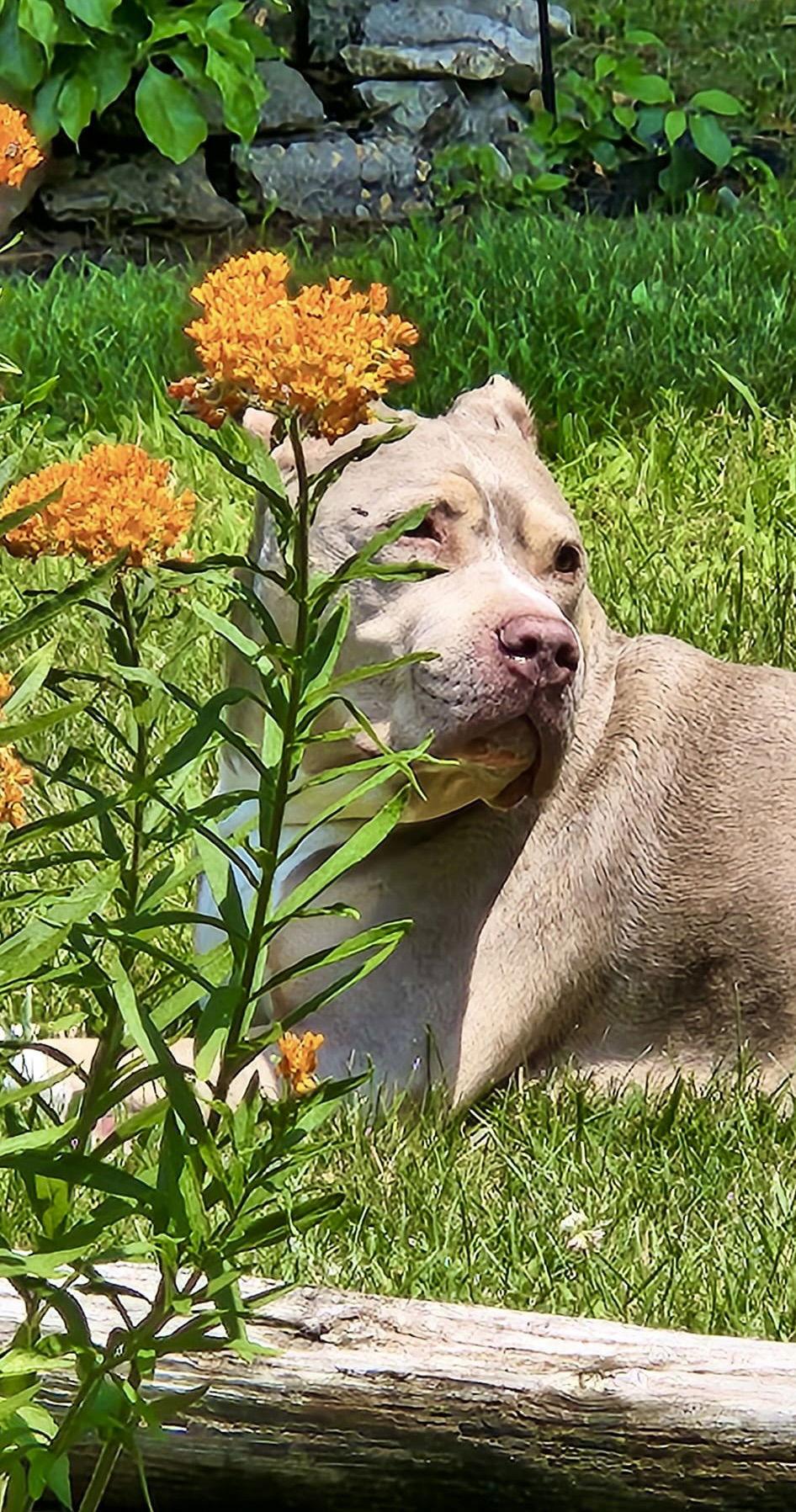 Enlarge Debo, a Adoptable Staffordshire Bull Terrier in Blackwood, NJ image 3/6