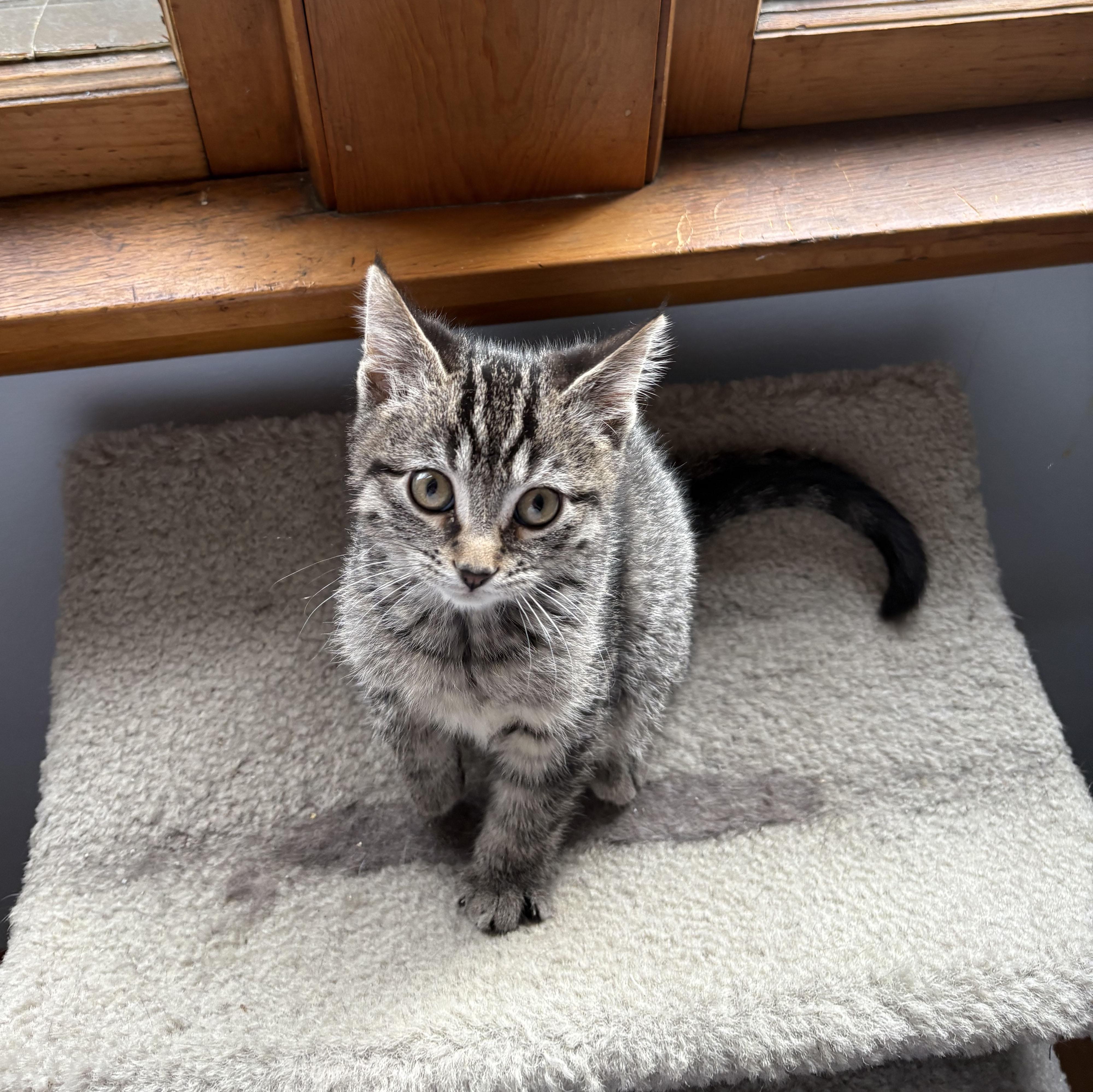 Zelda, a Adoptable Domestic Short Hair in Milwaukee, WI image 6/6