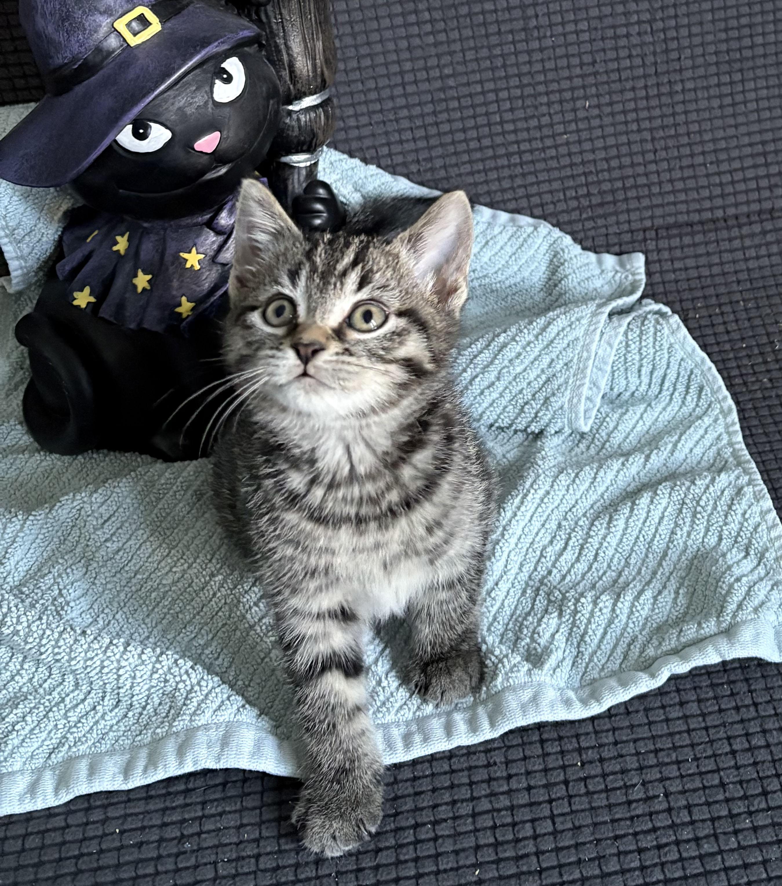 Zelda, a Adoptable Domestic Short Hair in Milwaukee, WI image 2/6