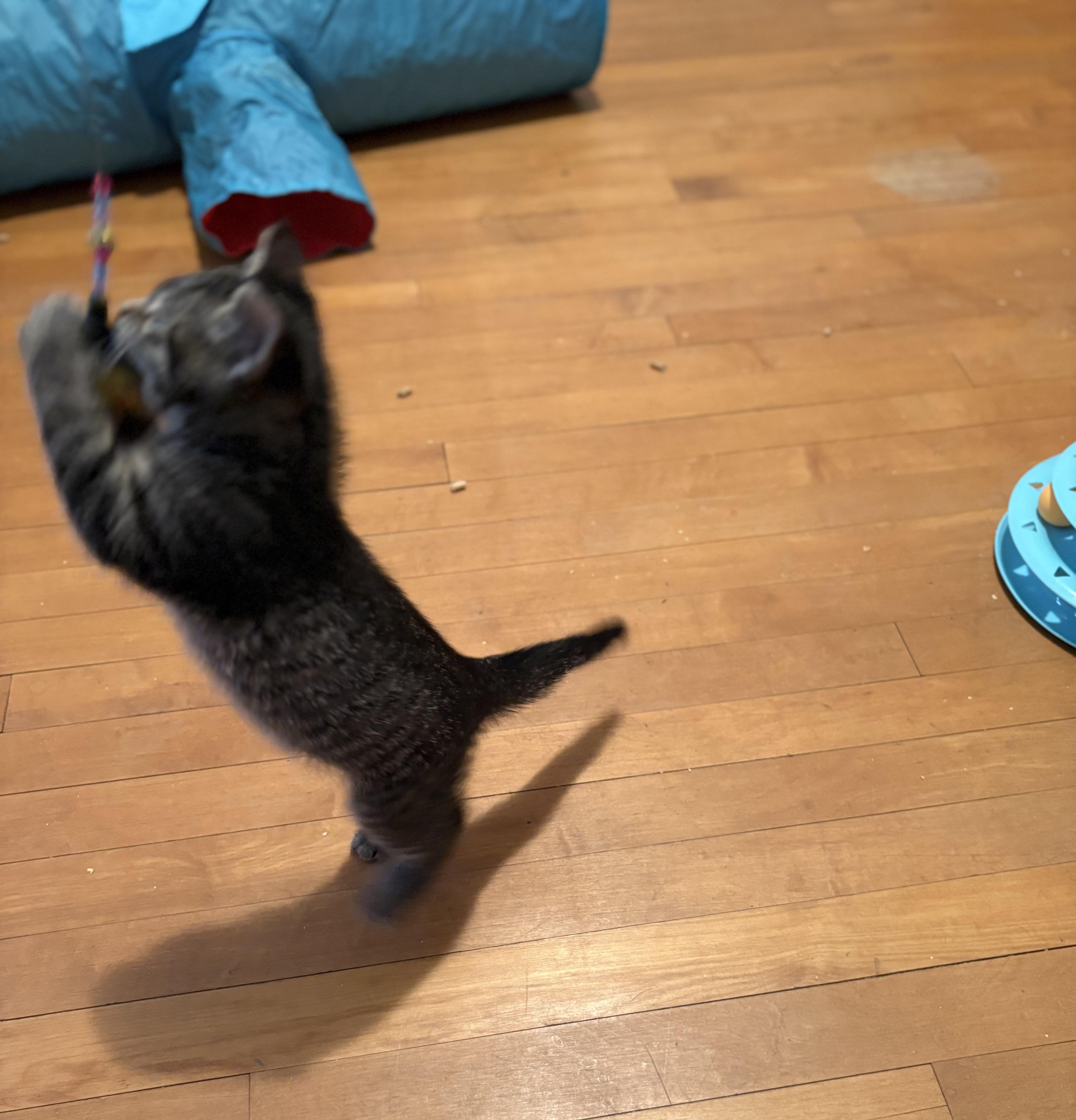 Zelda, a Adoptable Domestic Short Hair in Milwaukee, WI image 5/6