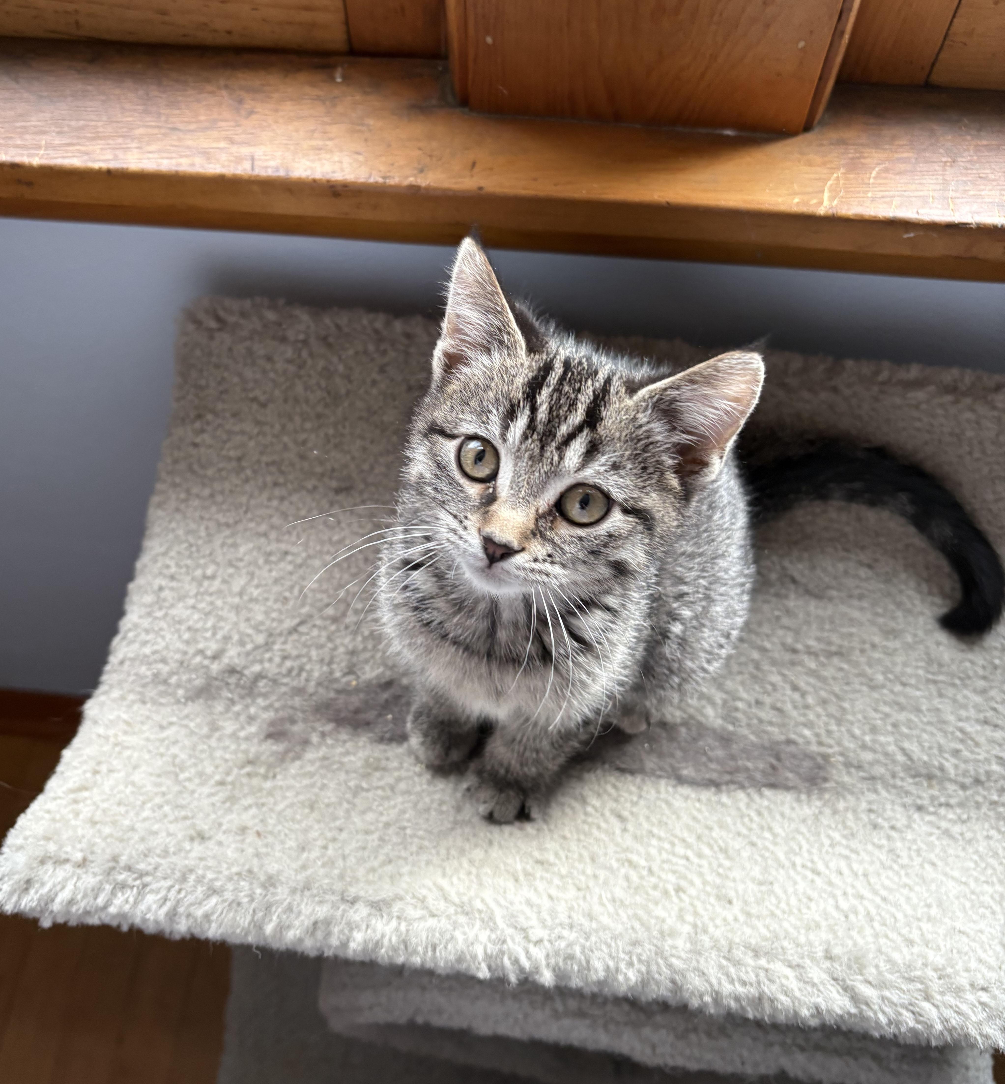 Zelda, a Adoptable Domestic Short Hair in Milwaukee, WI image 1/6