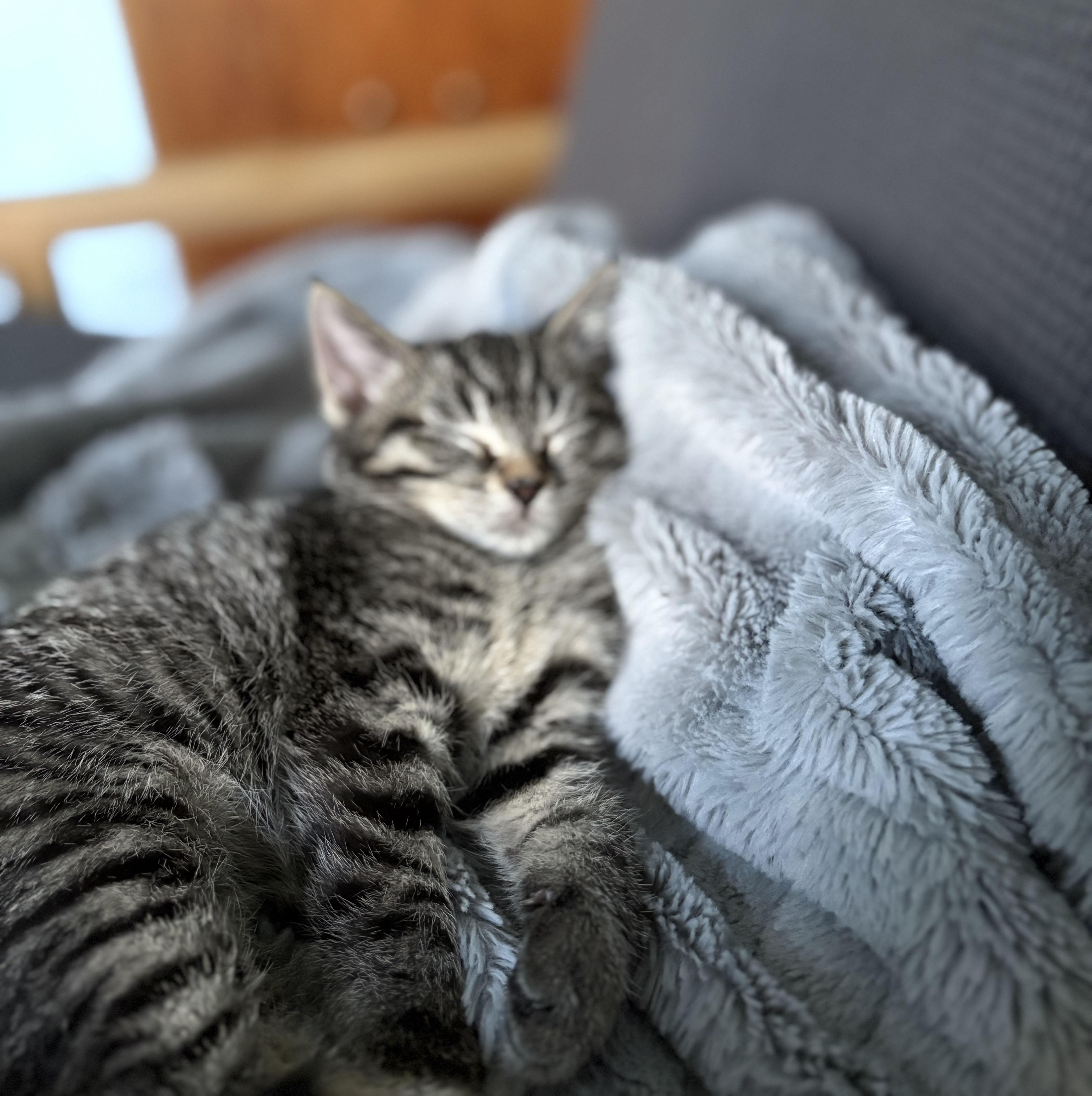 Zelda, a Adoptable Domestic Short Hair in Milwaukee, WI image 3/6