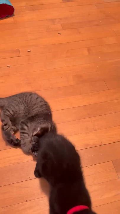 Enlarge Zelda, a Adoptable Domestic Short Hair in Milwaukee, WI video 4/6