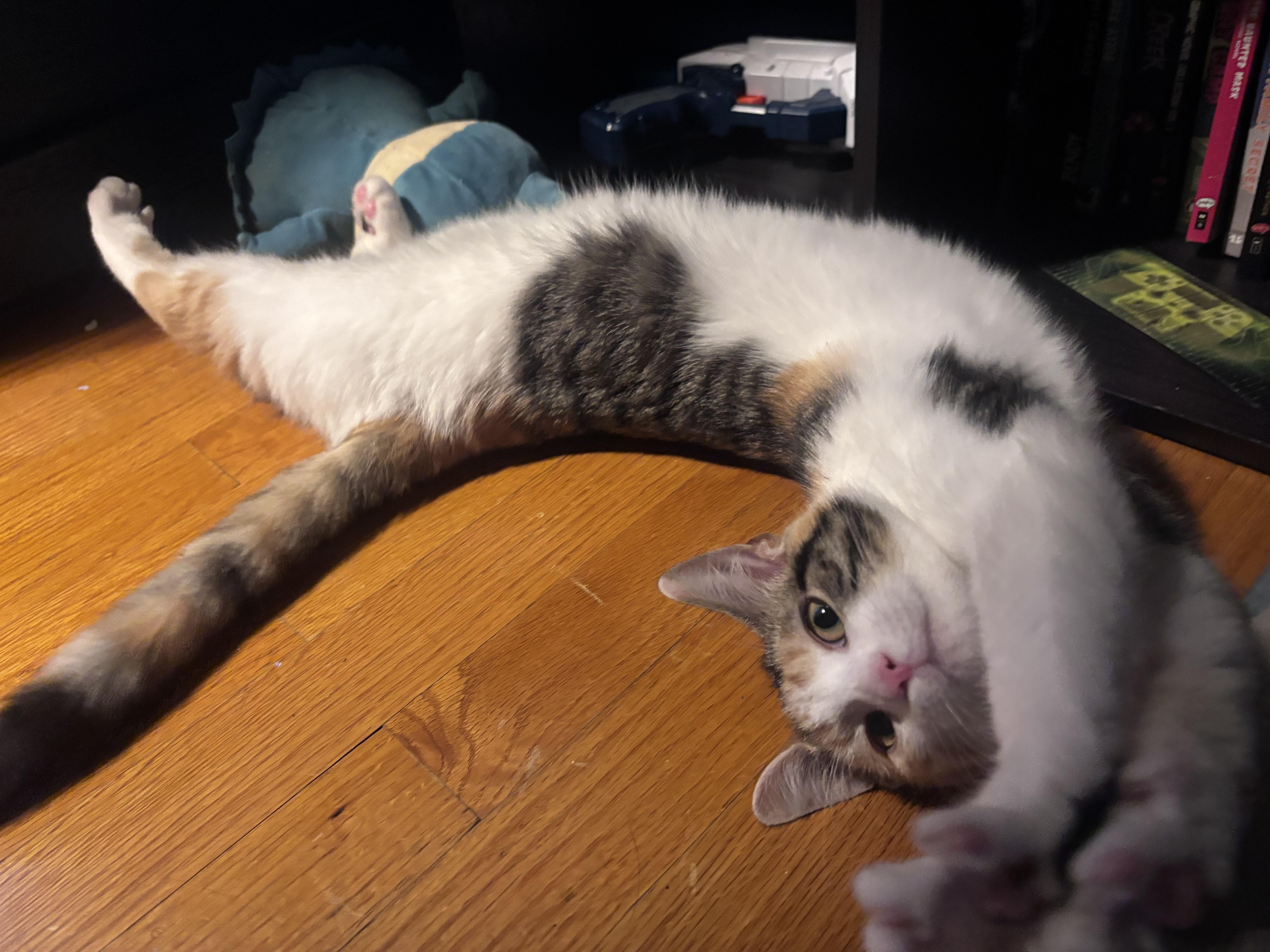 Enlarge HONEY, a Adoptable Calico in Frederick, MD image 6/6