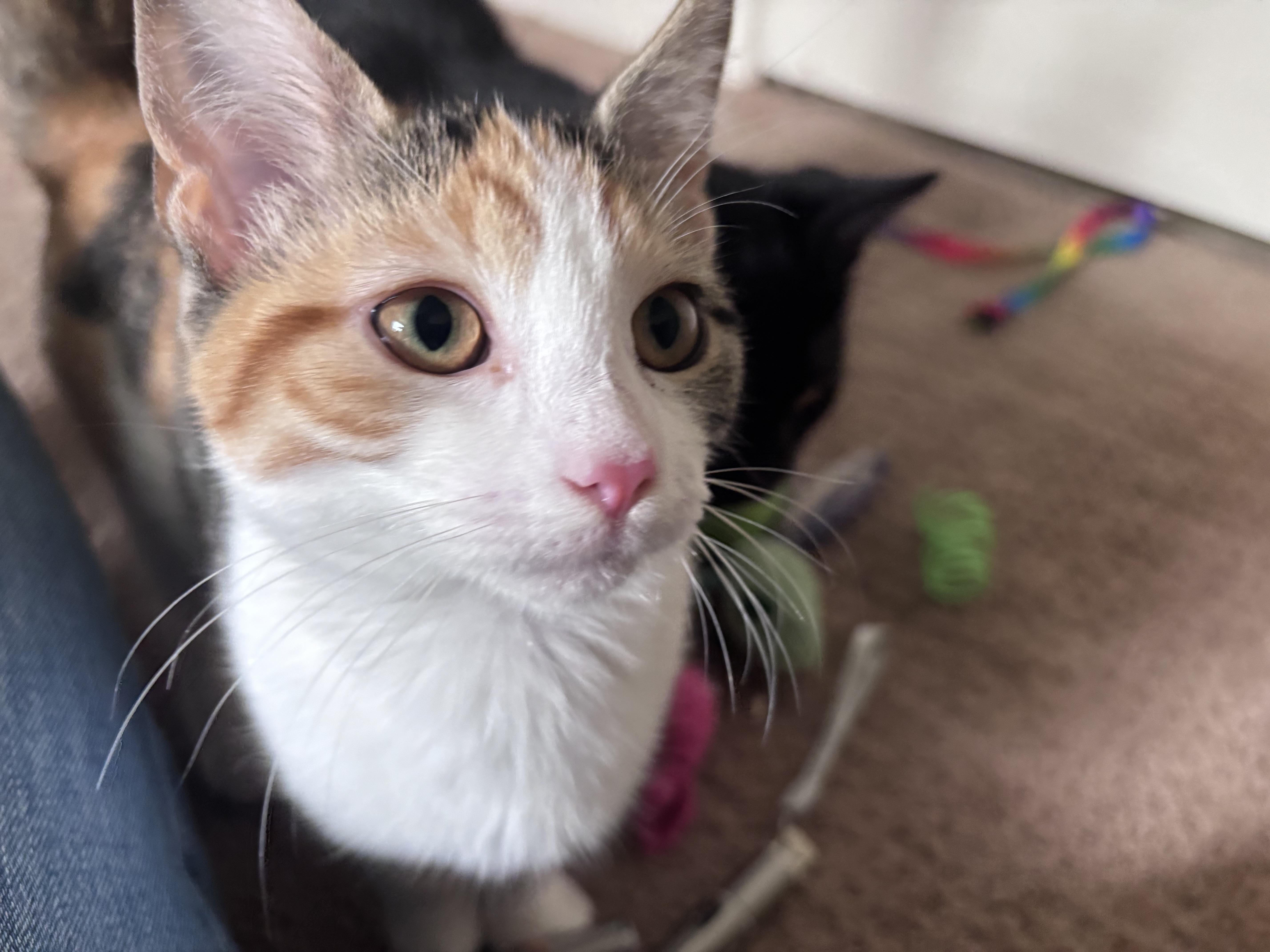 HONEY, Adoptable, Kitten Female Calico.
