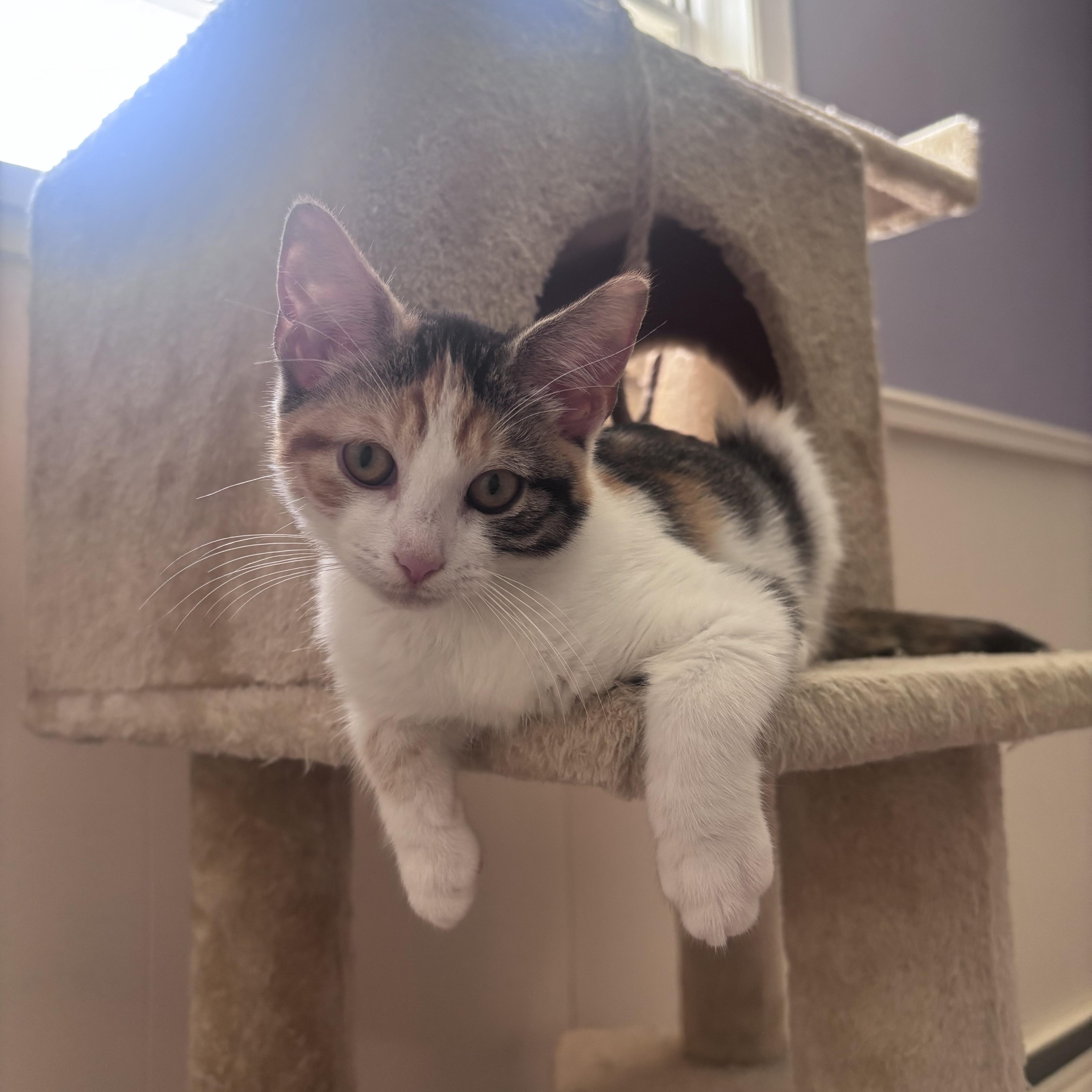 Enlarge HONEY, a Adoptable Calico in Frederick, MD image 5/6