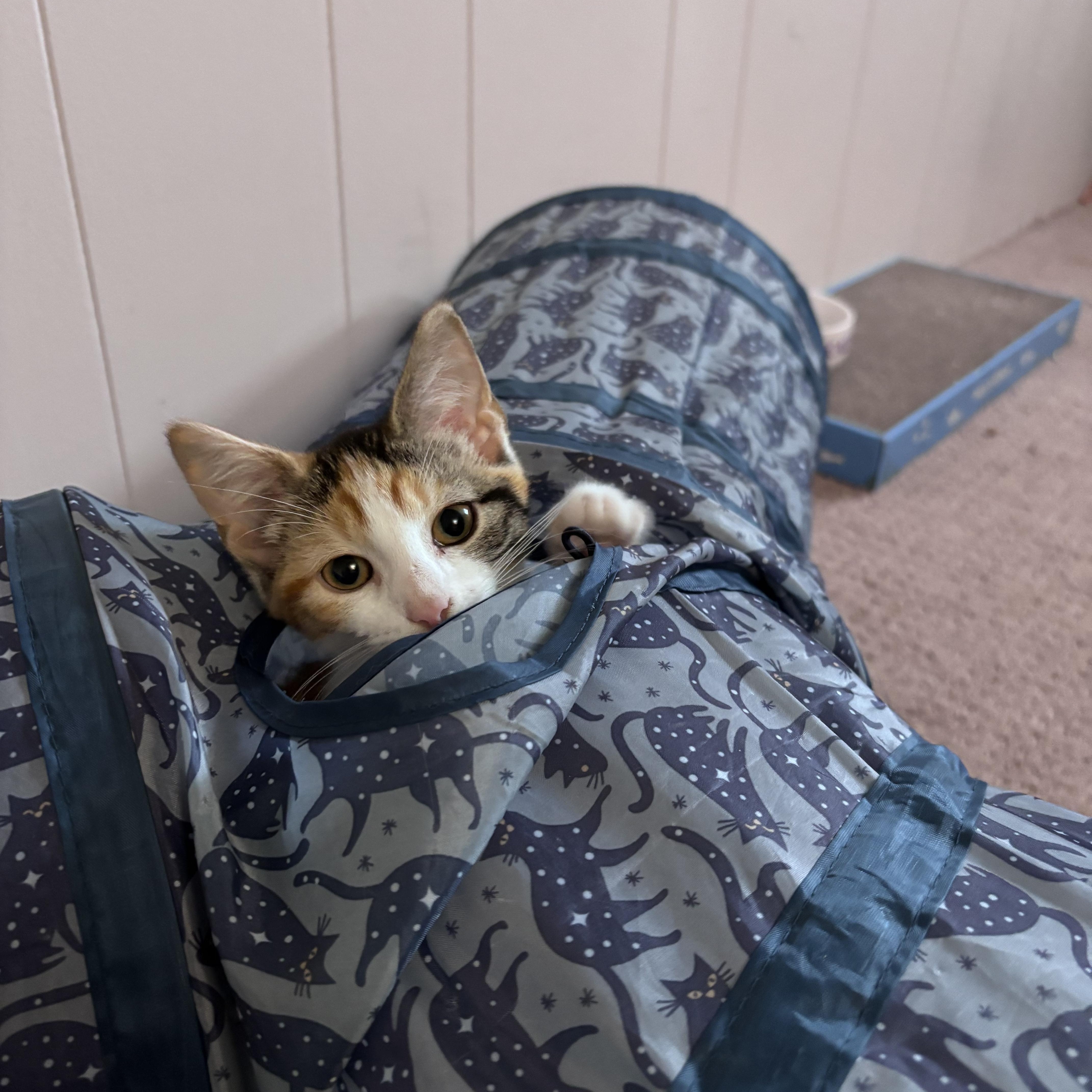 Enlarge HONEY, a Adoptable Calico in Frederick, MD image 4/6