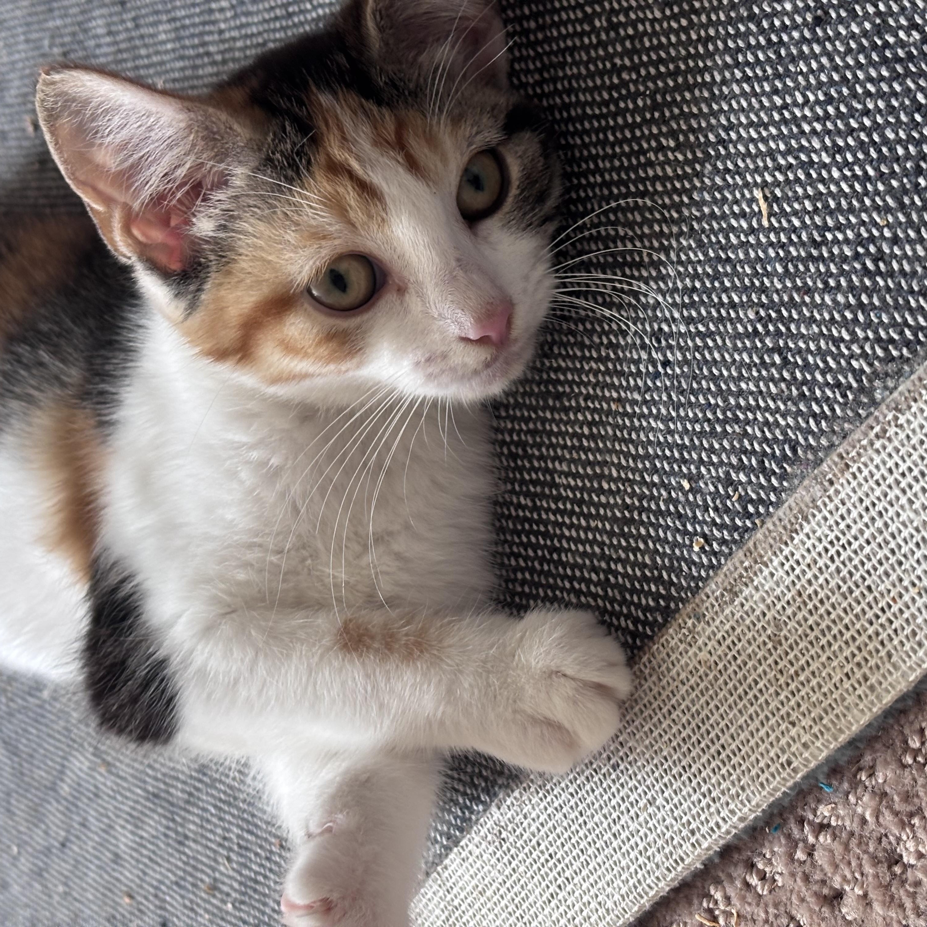 Enlarge HONEY, a Adoptable Calico in Frederick, MD image 3/6