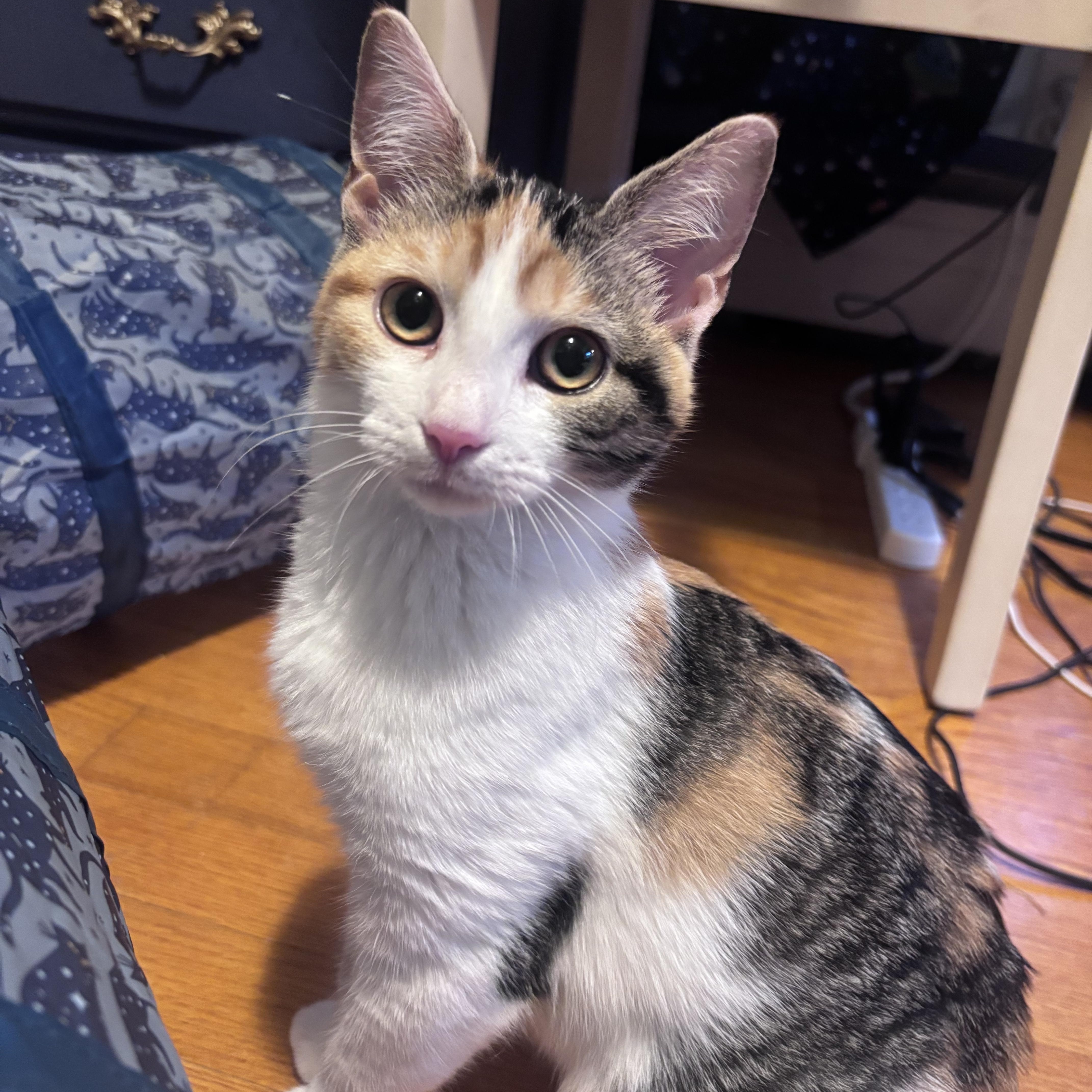 Enlarge HONEY, a Adoptable Calico in Frederick, MD image 2/6