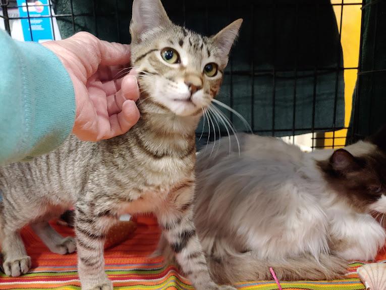 Velken, adopted, Kitten Male Domestic Short Hair.