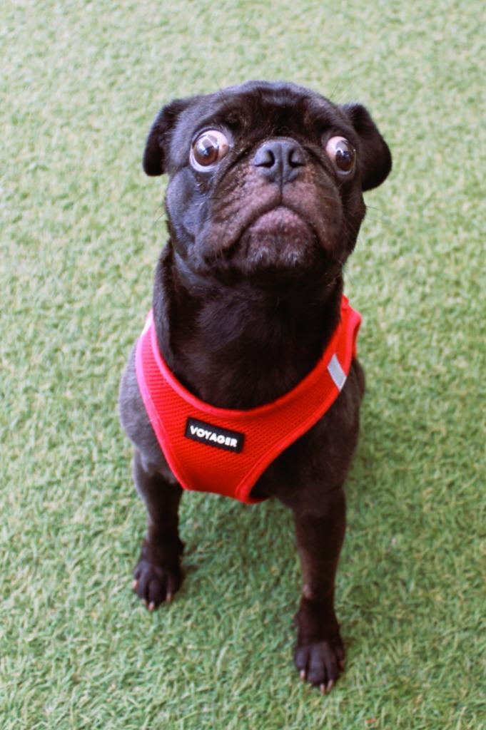Dinky, Adoptable, Young Male Pug.