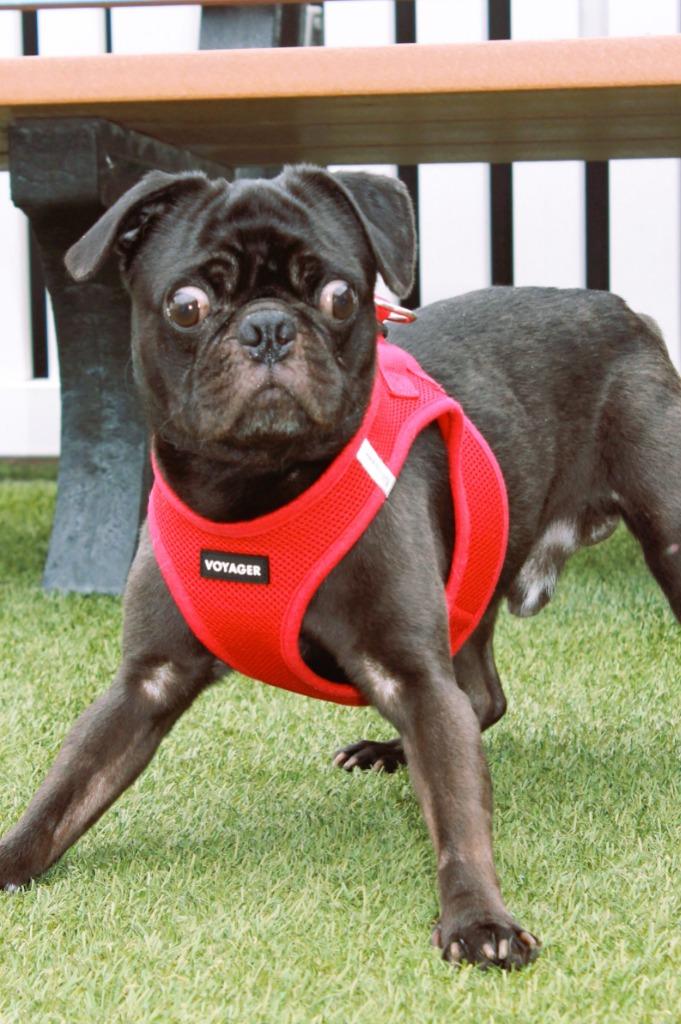 Dinky, a Adoptable Pug in Gardena, CA image 2/6