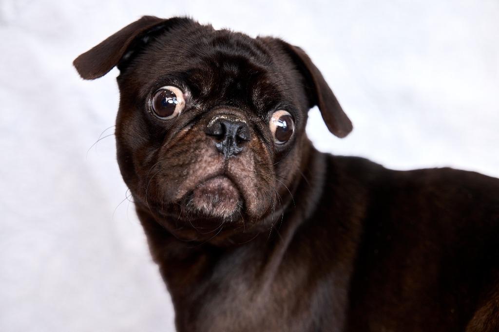 Dinky, a Adoptable Pug in Gardena, CA image 3/6