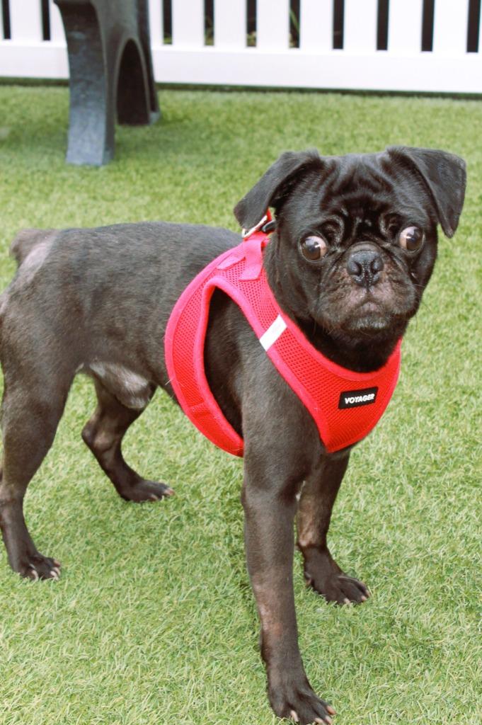 Dinky, a Adoptable Pug in Gardena, CA image 4/6