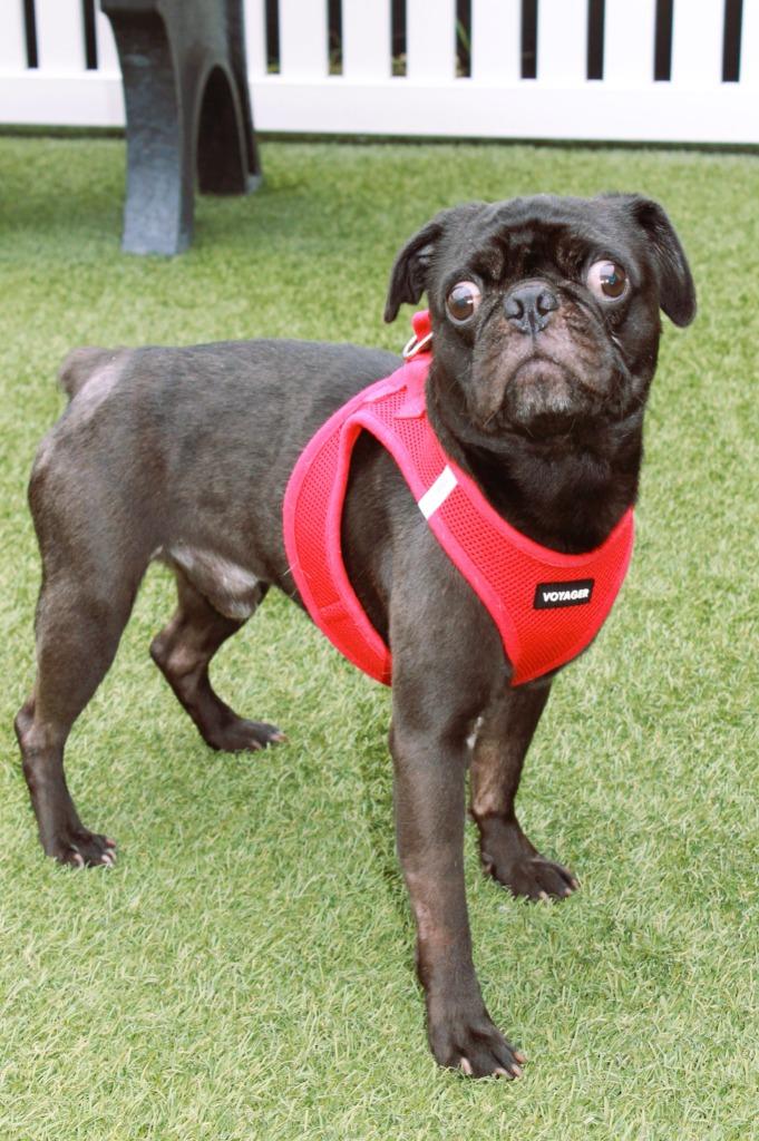 Dinky, a Adoptable Pug in Gardena, CA image 5/6