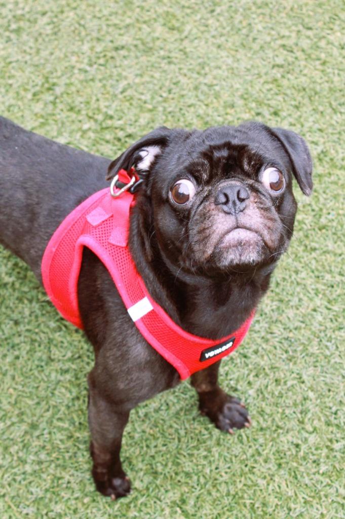 Dinky, a Adoptable Pug in Gardena, CA image 6/6