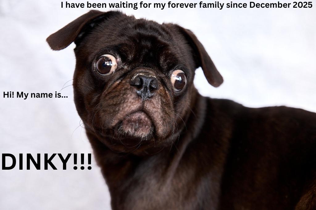 Enlarge Dinky, a Adoptable Pug in Gardena, CA image 6/6