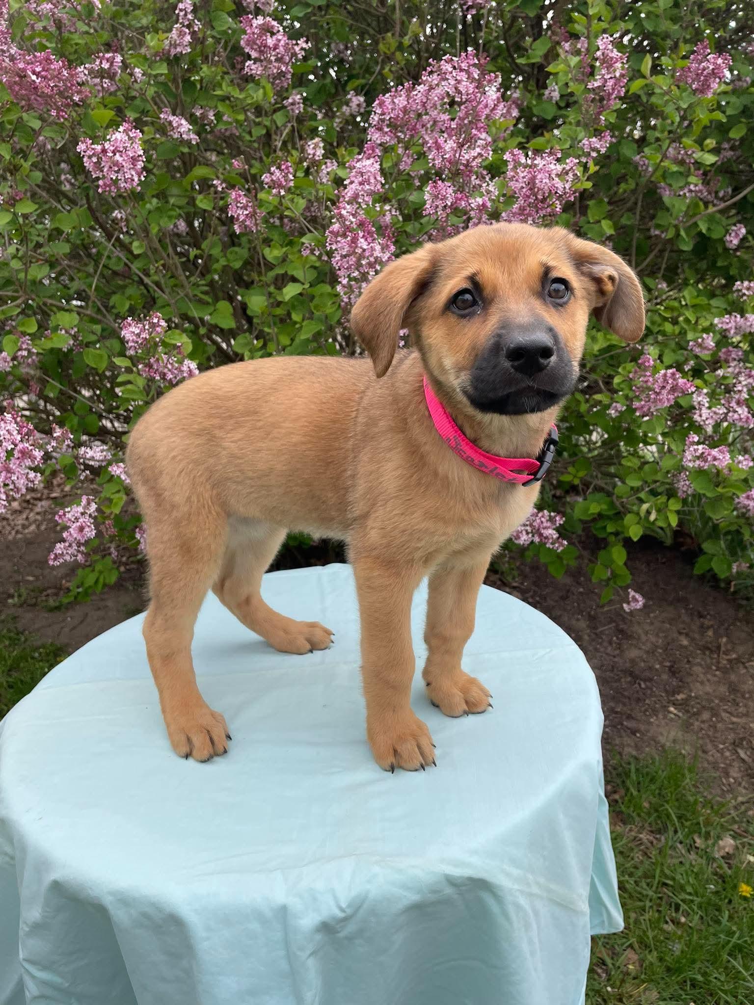 Scarlett, an adopted mixed breed in Kalamazoo, MI image 1/4