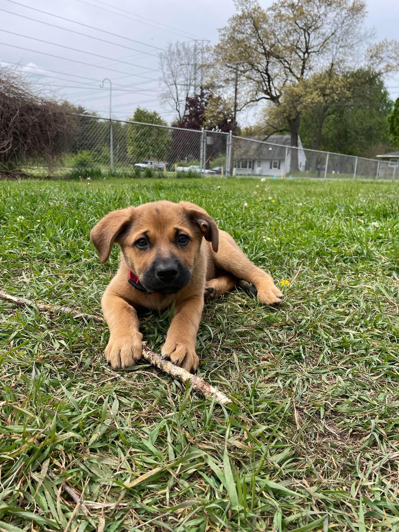 Scarlett, an adopted mixed breed in Kalamazoo, MI image 4/4