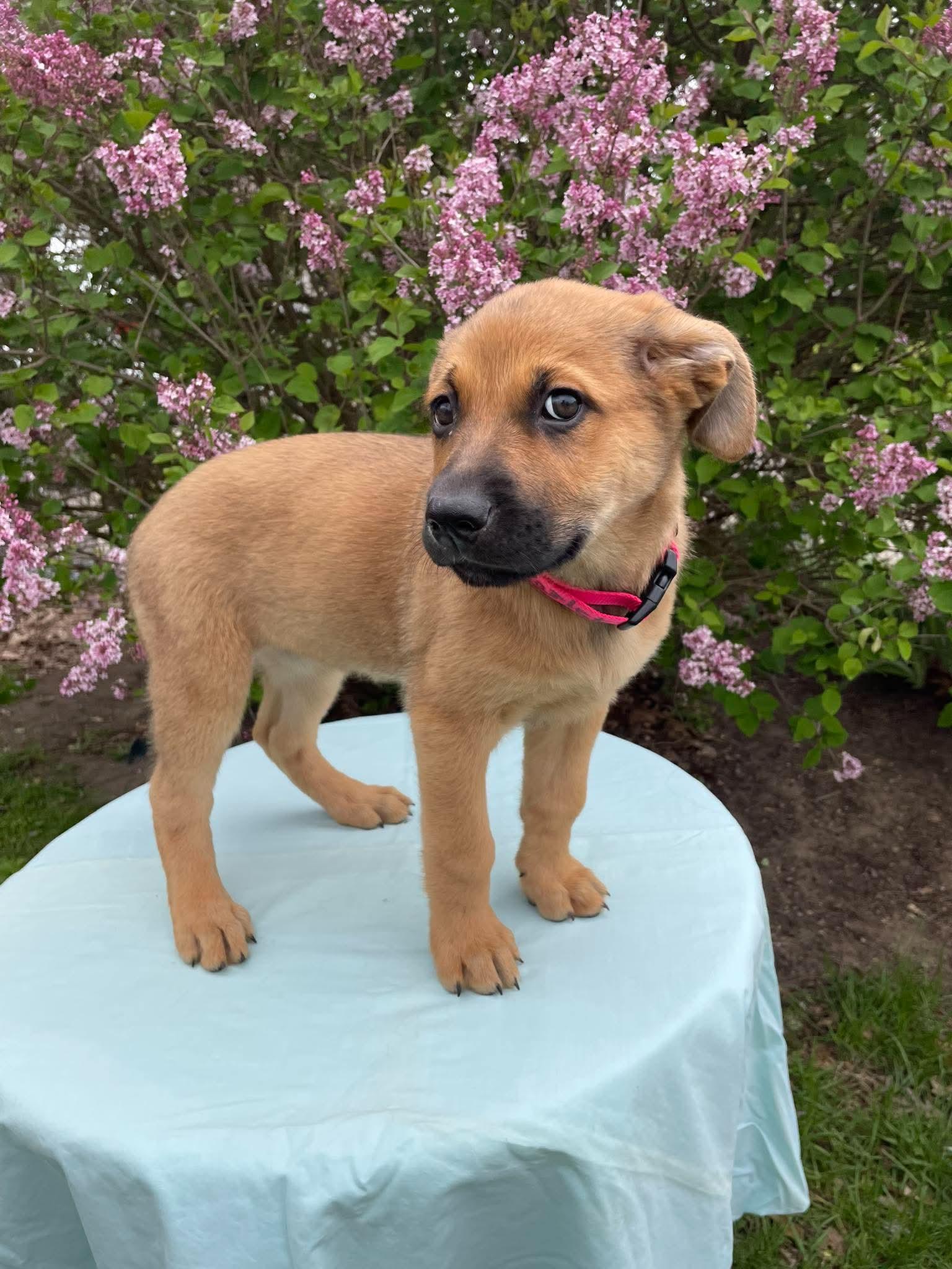 Scarlett, an adopted mixed breed in Kalamazoo, MI image 3/4