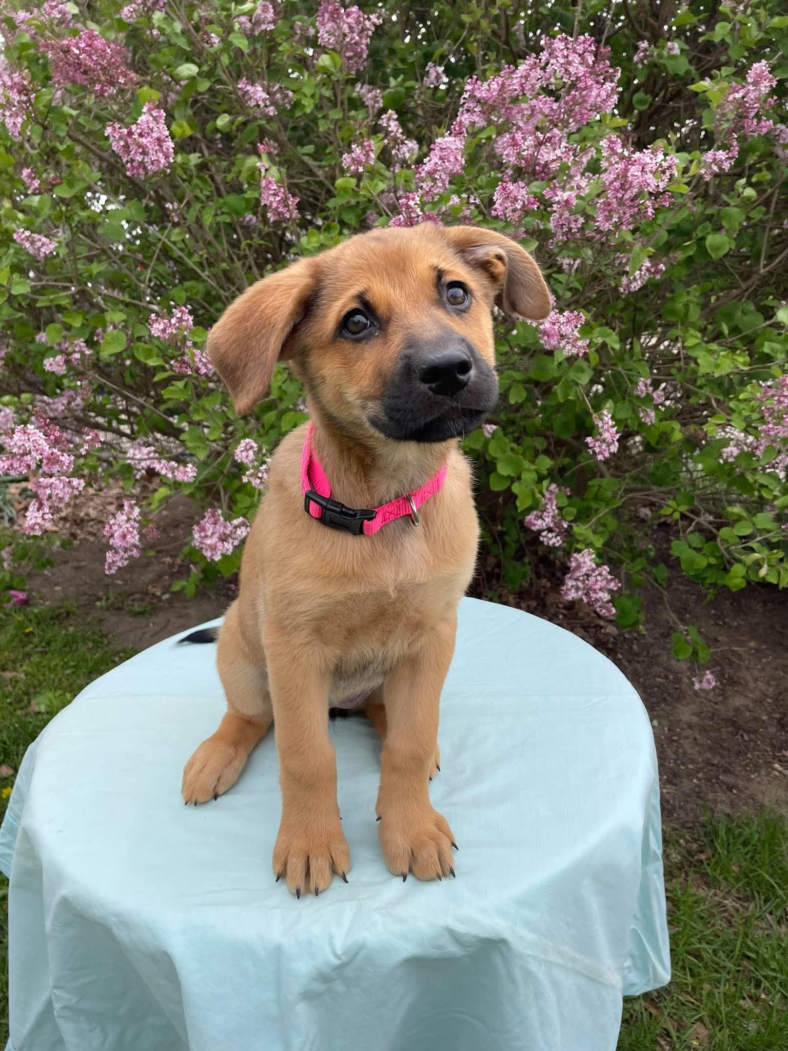 Scarlett, an adopted mixed breed in Kalamazoo, MI image 2/4