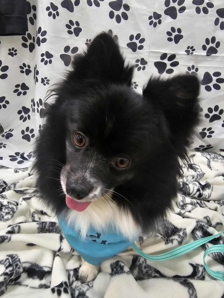 Heidi, Adoptable, Adult Female Pomeranian.