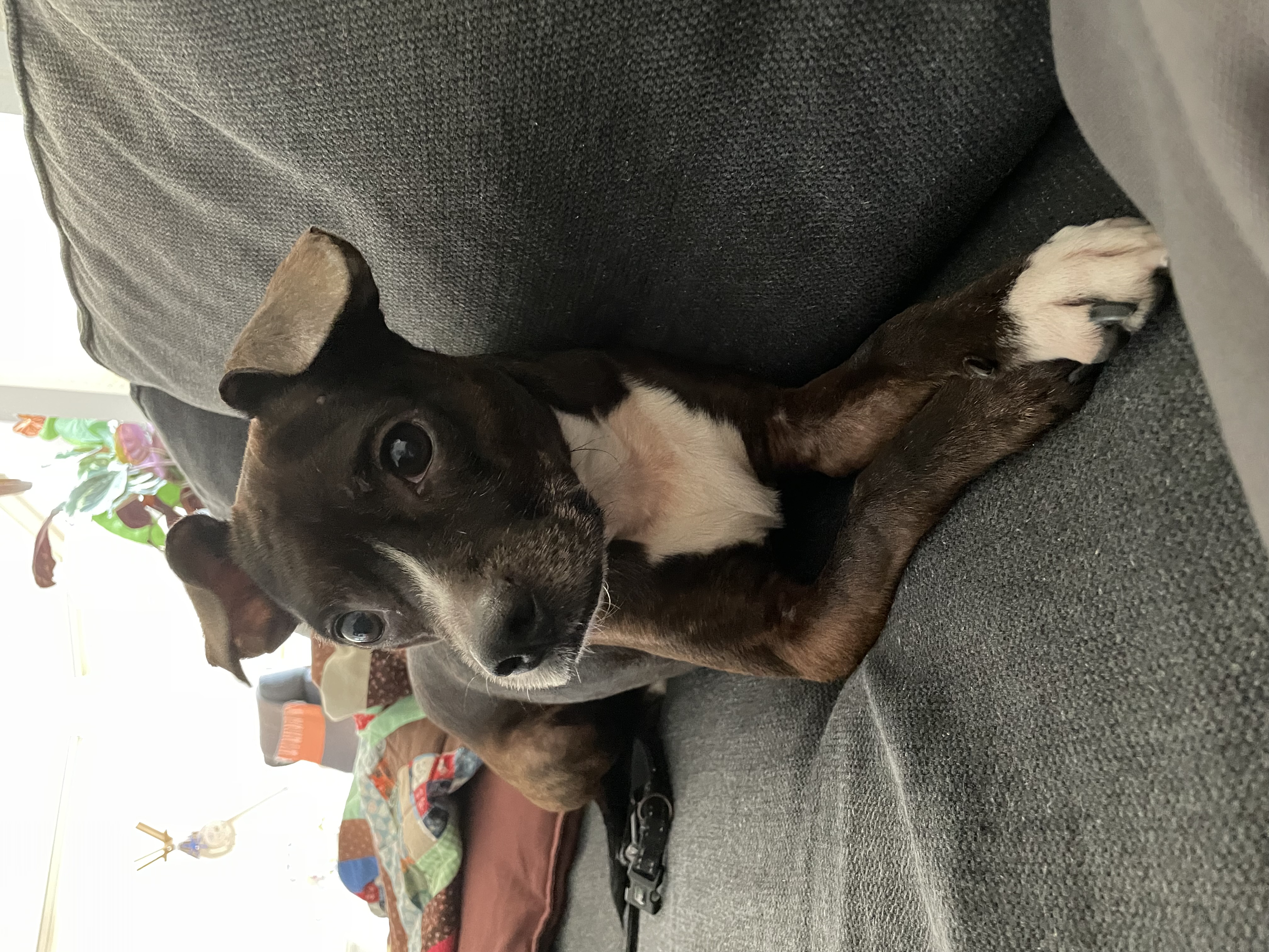 Louie, Adopted, Adult Male Chihuahua & Boston Terrier.