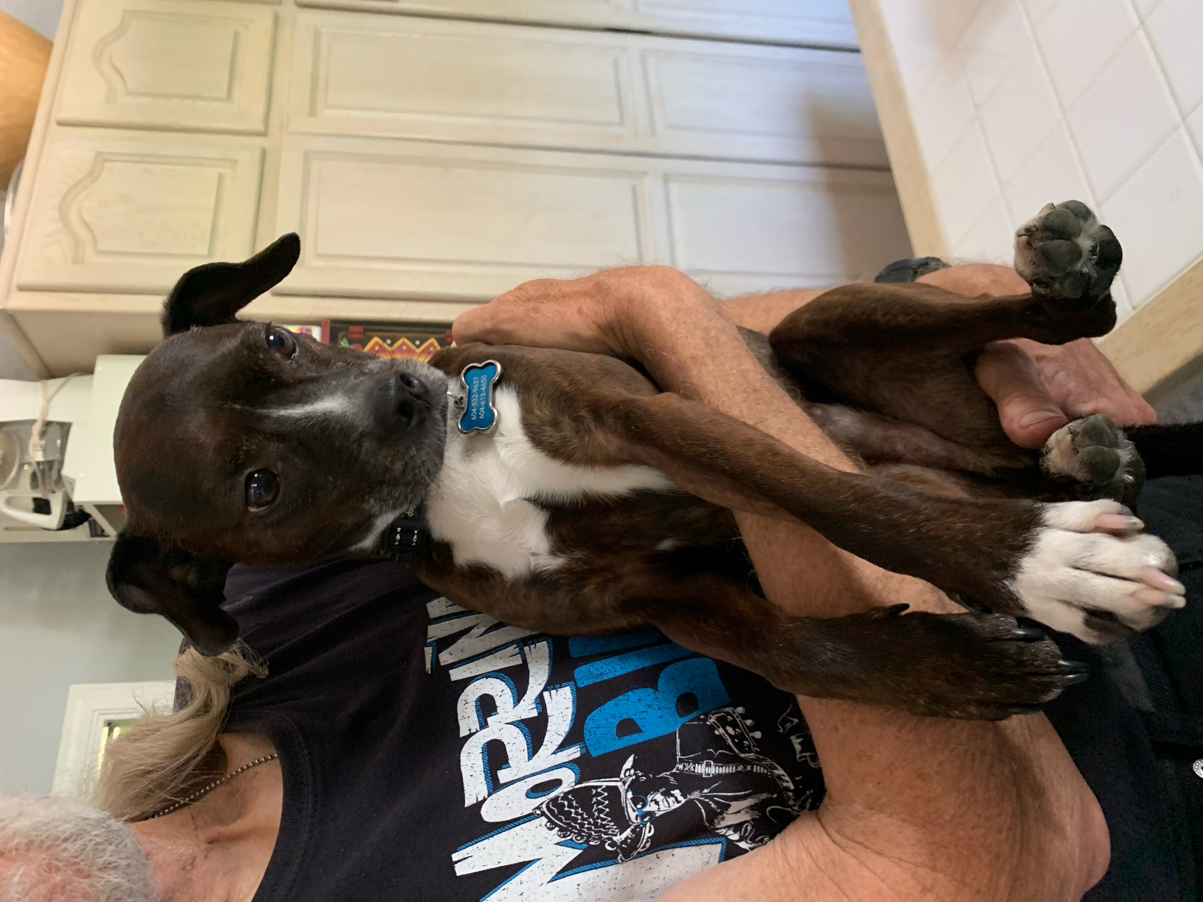 Enlarge Louie, a Adopted mixed breed in MAPLE RIDGE, BC image 2/3