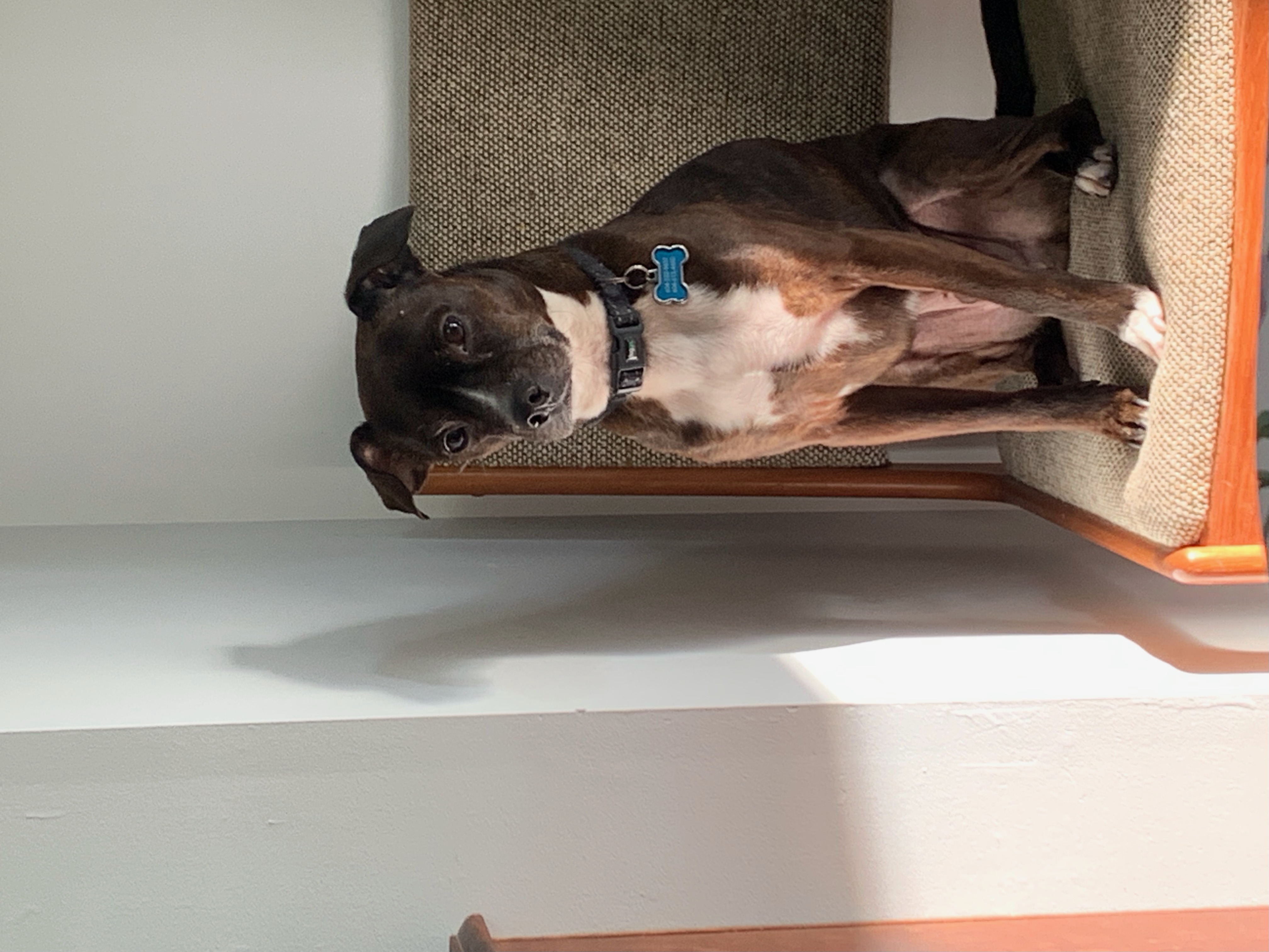 Enlarge Louie, a Adopted mixed breed in MAPLE RIDGE, BC image 3/3