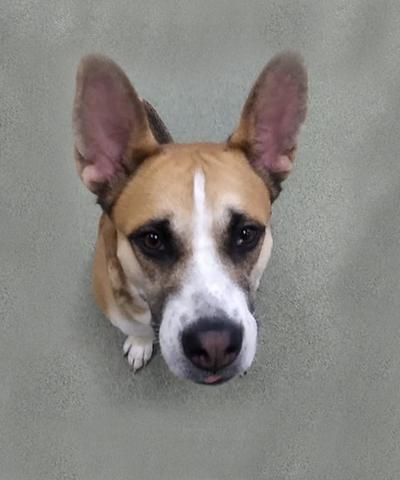 Enlarge Io, a Adoptable mixed breed in Chicago, IL image 1/3