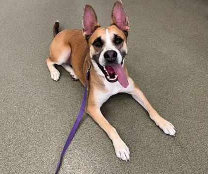 Enlarge Io, a Adoptable mixed breed in Chicago, IL image 2/3