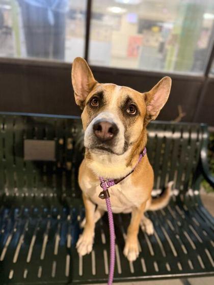 Enlarge Io, a Adoptable mixed breed in Chicago, IL image 3/3